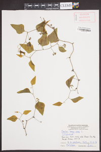 Smilax bona-nox image