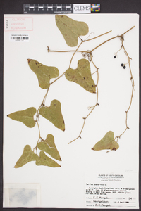 Smilax bona-nox image