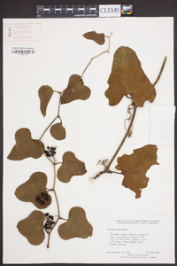 Smilax bona-nox image