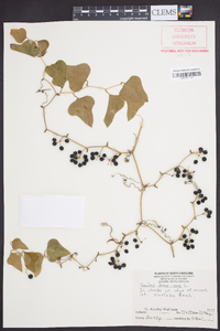 Smilax bona-nox image