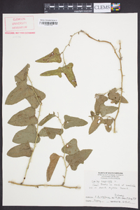 Smilax bona-nox image