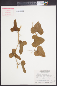 Smilax bona-nox image