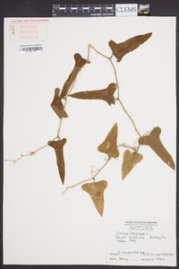 Smilax bona-nox image