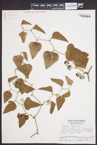 Smilax bona-nox image