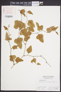 Smilax bona-nox image