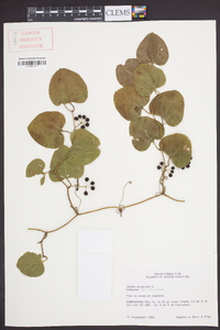 Smilax bona-nox image