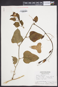 Smilax bona-nox image