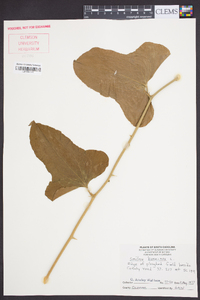 Smilax bona-nox image