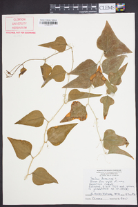 Smilax bona-nox image