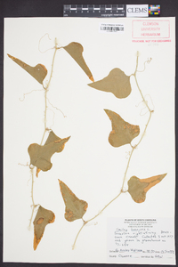 Smilax bona-nox image