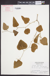 Smilax bona-nox image