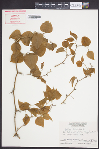 Smilax bona-nox image