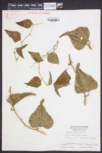 Smilax bona-nox image