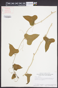 Smilax bona-nox image