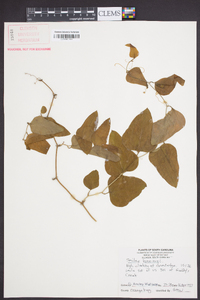 Smilax bona-nox image