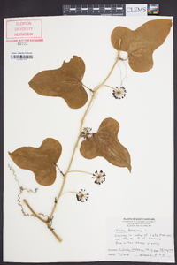 Smilax bona-nox image