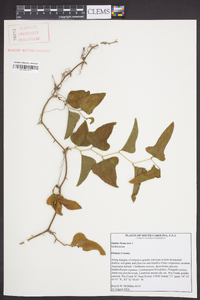 Smilax bona-nox image