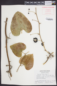 Smilax bona-nox image