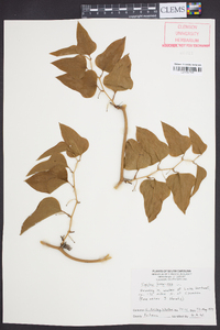 Smilax bona-nox image