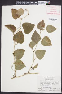 Smilax bona-nox image