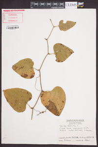 Smilax bona-nox image