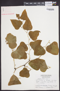 Smilax bona-nox image