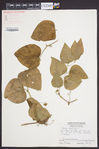 Smilax bona-nox image