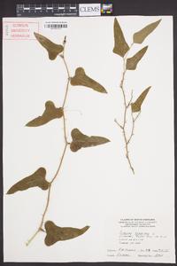 Smilax bona-nox image