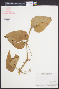 Smilax bona-nox image