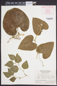 Smilax bona-nox image