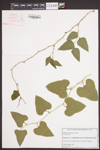 Smilax bona-nox image