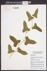 Smilax bona-nox image