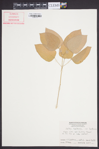 Smilax herbacea image