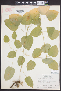 Smilax herbacea image