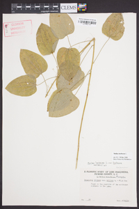 Smilax herbacea image