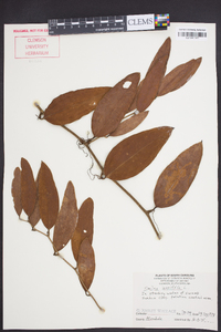 Smilax laurifolia image