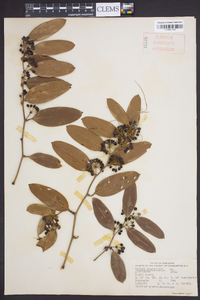 Smilax laurifolia image