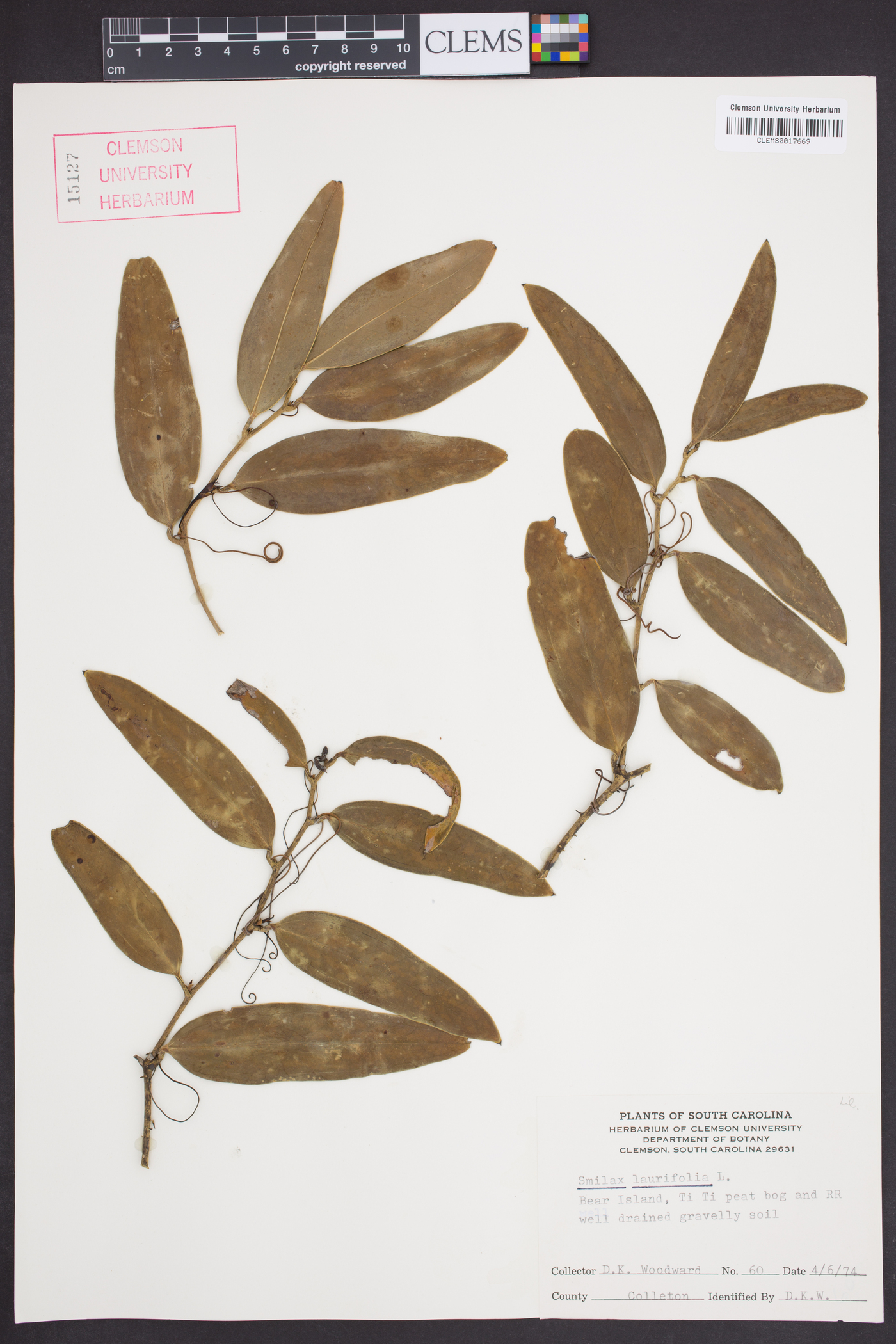 Smilax laurifolia image