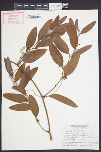 Smilax laurifolia image