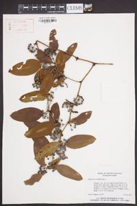 Smilax laurifolia image