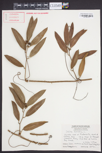 Smilax laurifolia image