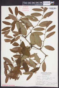 Smilax laurifolia image