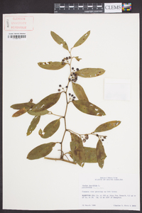 Smilax laurifolia image