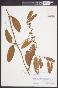 Smilax laurifolia image