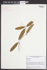 Smilax laurifolia image