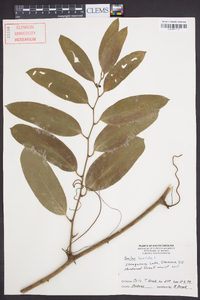 Smilax laurifolia image