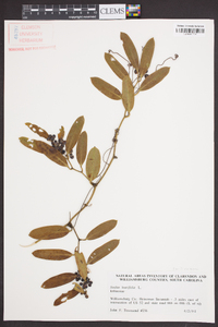 Smilax laurifolia image