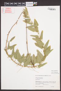 Smilax pseudochina image