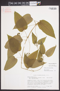 Smilax pulverulenta image