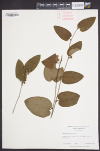 Smilax pumila image